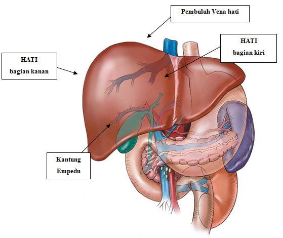 Hasil gambar untuk GAMBAR HATI MANUSIA