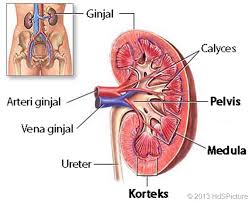 Hasil gambar untuk GAMBAR GINJAL MANUSIA
